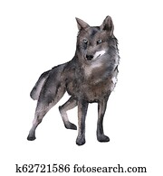 Siberia. The forest wolf. isolated on white background. Siberia. The forest wolf. isolated on white background.