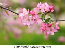 spring flowers spring flowers