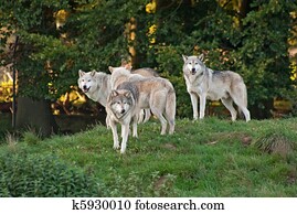 Wolf pack Wolf pack