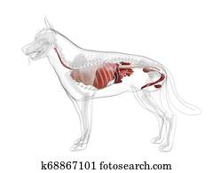 a dogs internal organs a dogs internal organs