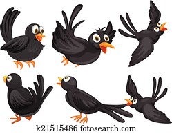 Black birds Black birds
