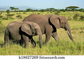 Elephant Portrait Elephant Portrait