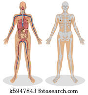 Human Anatomy of woman