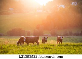 Livestock grazing during sunset in a valley Livestock grazing during sunset in a valley