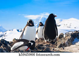 penguins in Antarctica