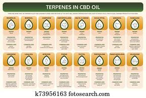 terpenes, ב, cbd, שמן, אופקי, ספר לימוד, infographic