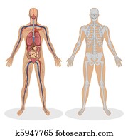 אנטומיה אנושית, של, איש