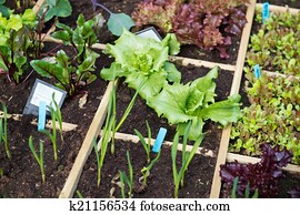 Vegetable garden Vegetable garden