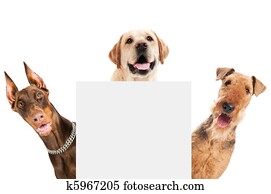 Airedale Terrier dog isolated Airedale Terrier dog isolated