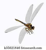Meganeura Dragonfly Body Meganeura Dragonfly Body