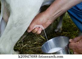 Milking goat Milking goat