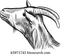 goat goat