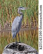 heron azul grande, 2