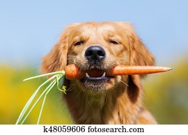 young golden retriever with a carrot young golden retriever with a carrot