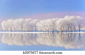 árvores inverno, coberto geada