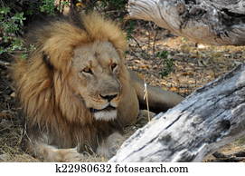 Cecil Resting Cecil Resting