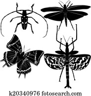 insects insects