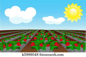 Strawberry field Strawberry field