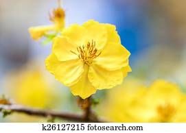 Flower Flower