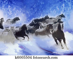 Horses Horses