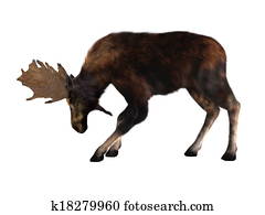 moose moose