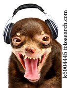 Ridiculous dog DJ. Ridiculous dog DJ.
