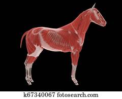 the horse muscle system the horse muscle system