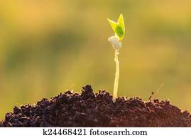Young green plant in soil