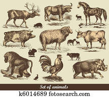 Animals Animals