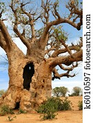 baobab tree