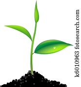 Green Sprout Green Sprout