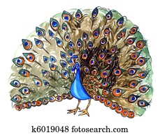 peacock peacock