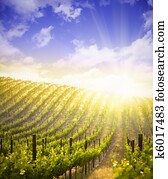 יפה, עשיר, ענב, כרם, ו, שמיים דרמטיים