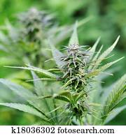 大麻 花 Buds 影像 K Fotosearch