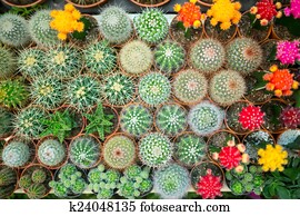 cactus variety