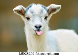 funny goat puts out its tongue