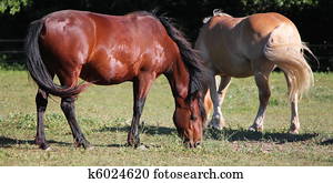 horses horses
