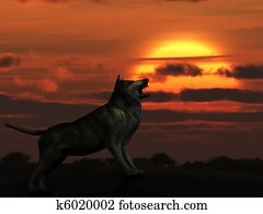 The wolf on sunset The wolf on sunset