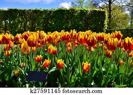 Tulipa mickey mouse flowers in dutch spring garden Keukenhof Tulipa mickey mouse flowers in dutch spring garden Keukenhof