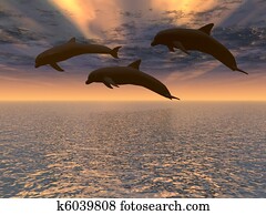 dolphin red sunset dolphin red sunset