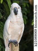 Moluccan Cockatoo parrot