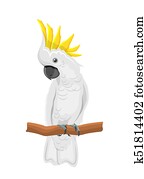 White Cockatoo Parrot On Branch, Exotic Bird with Crest Isolated