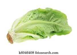 Cos Lettuce Cos Lettuce