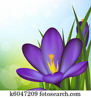 Crocus Crocus