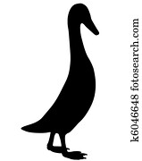 Indian runner duck Indian runner duck