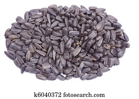 Sunflower Seeds Illustrations | Our Top 1000+ Sunflower Seeds Stock Art