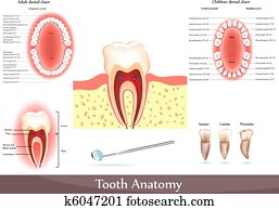 שן, אנטומיה