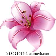 a, rosafarbene lilie, blume a, rosafarbene lilie, blume
