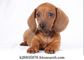 dachshund puppy dachshund puppy