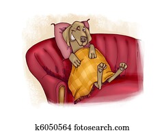 happy dog on sofa happy dog on sofa